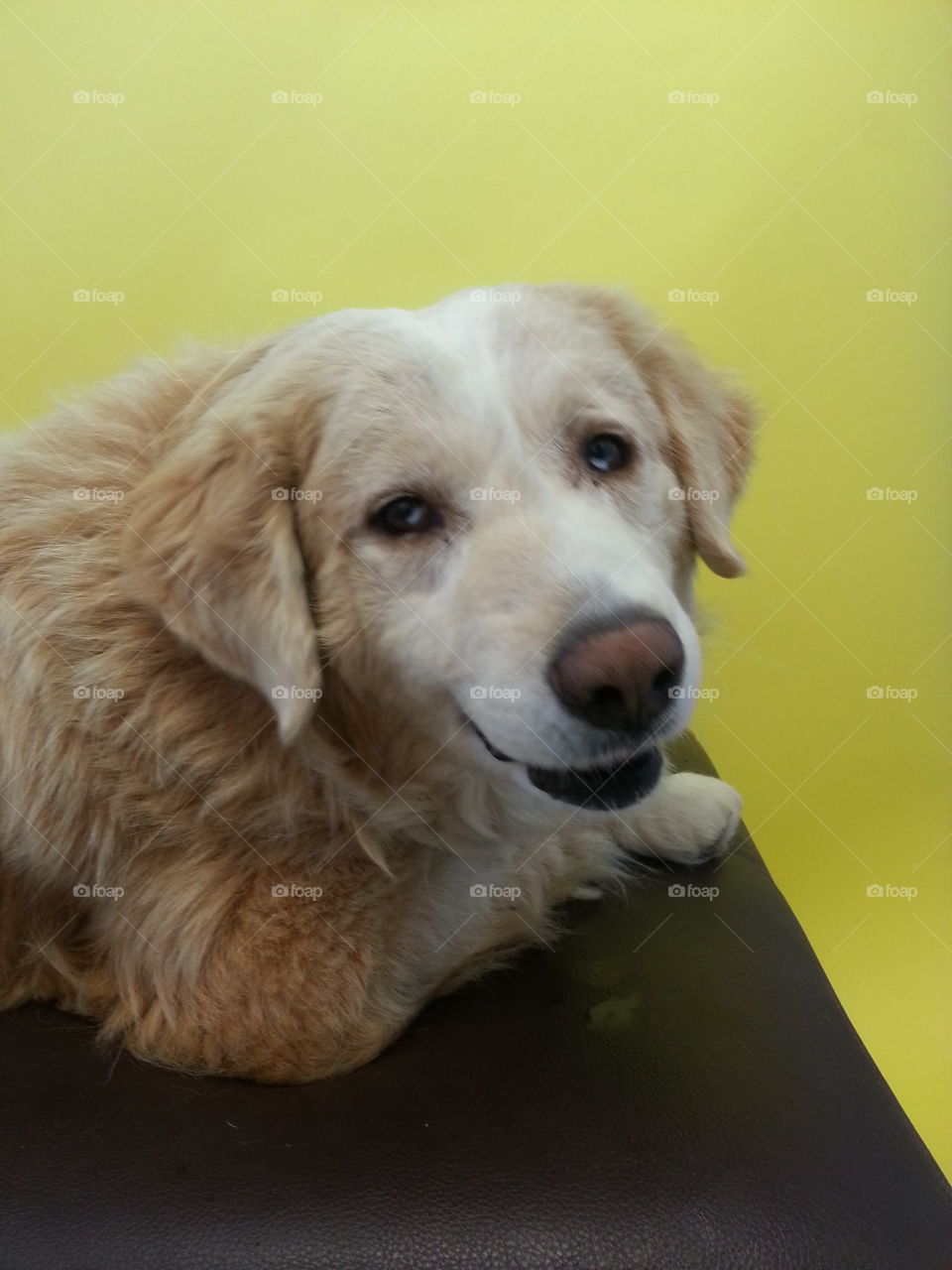 Australian Shepherd rescue