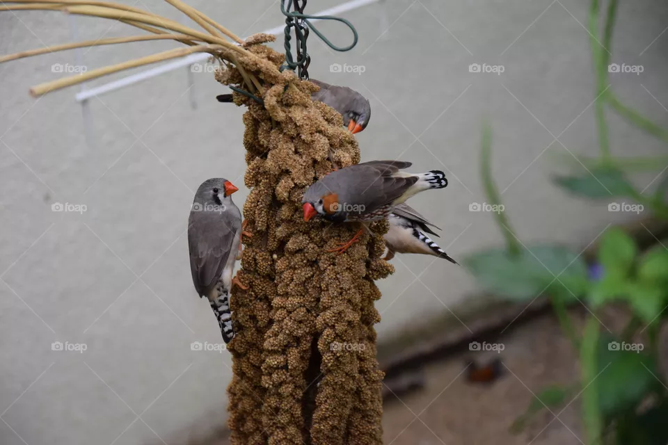 beautiful birds