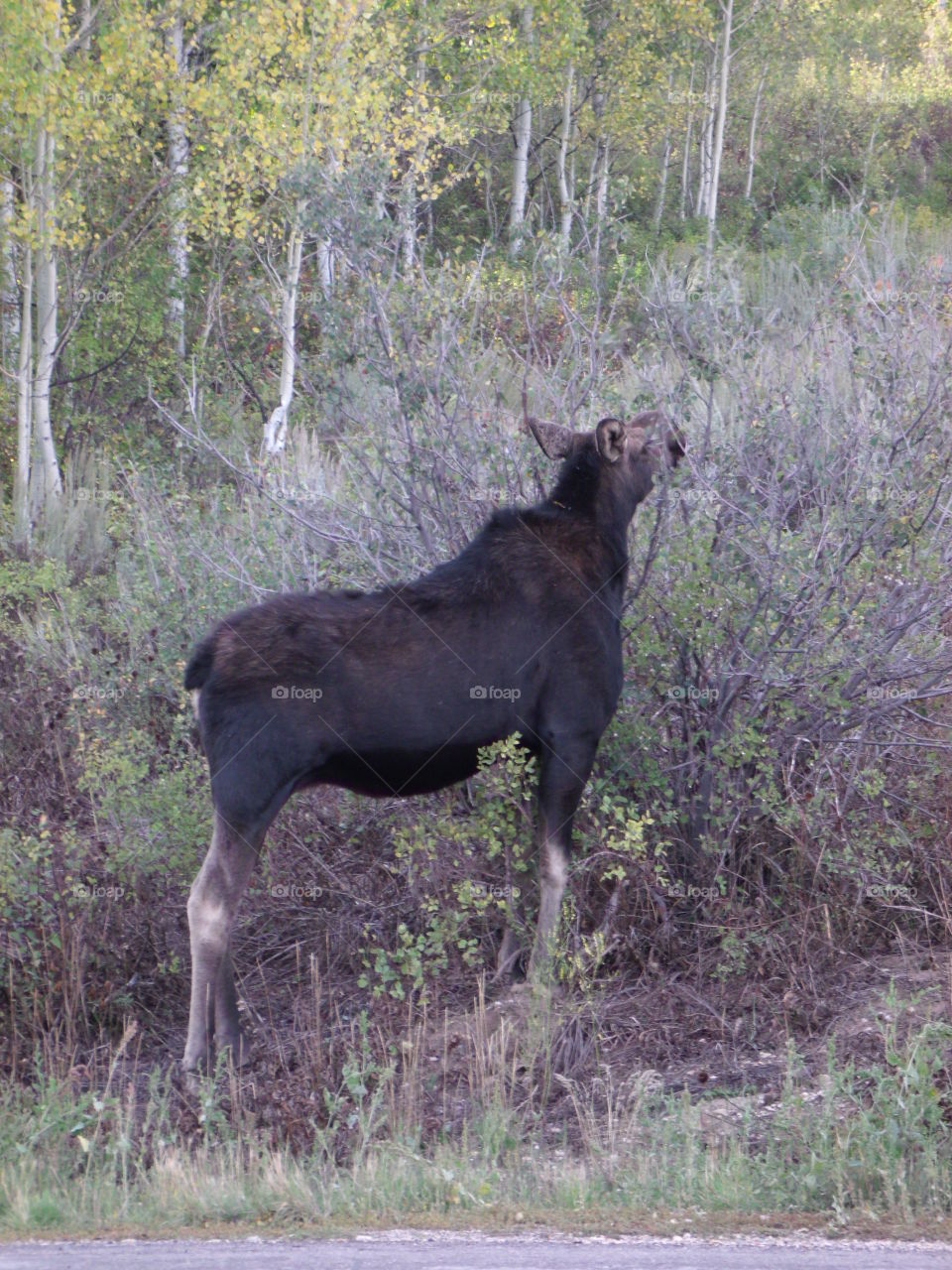 Moose munching down