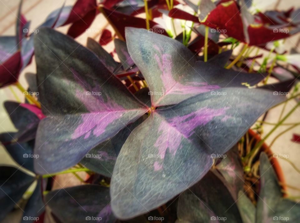 A large three leaf purple clover closeup