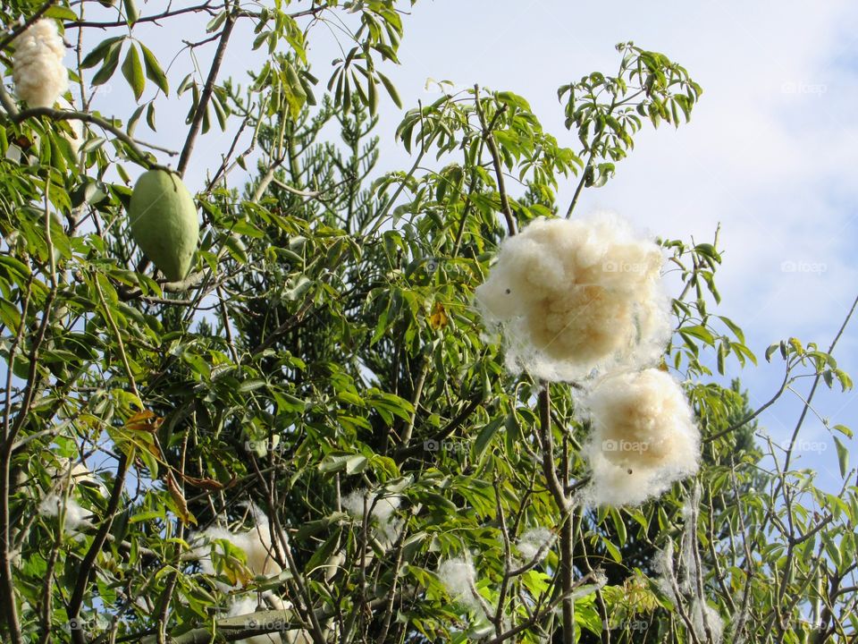 cotton tree, fruit, fiber