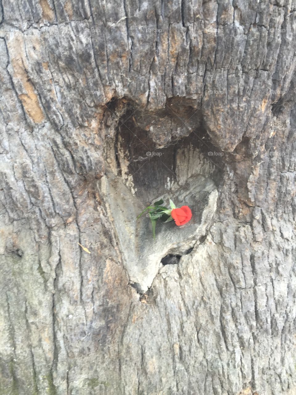 Rose bud in a heart shaped knot in a tree