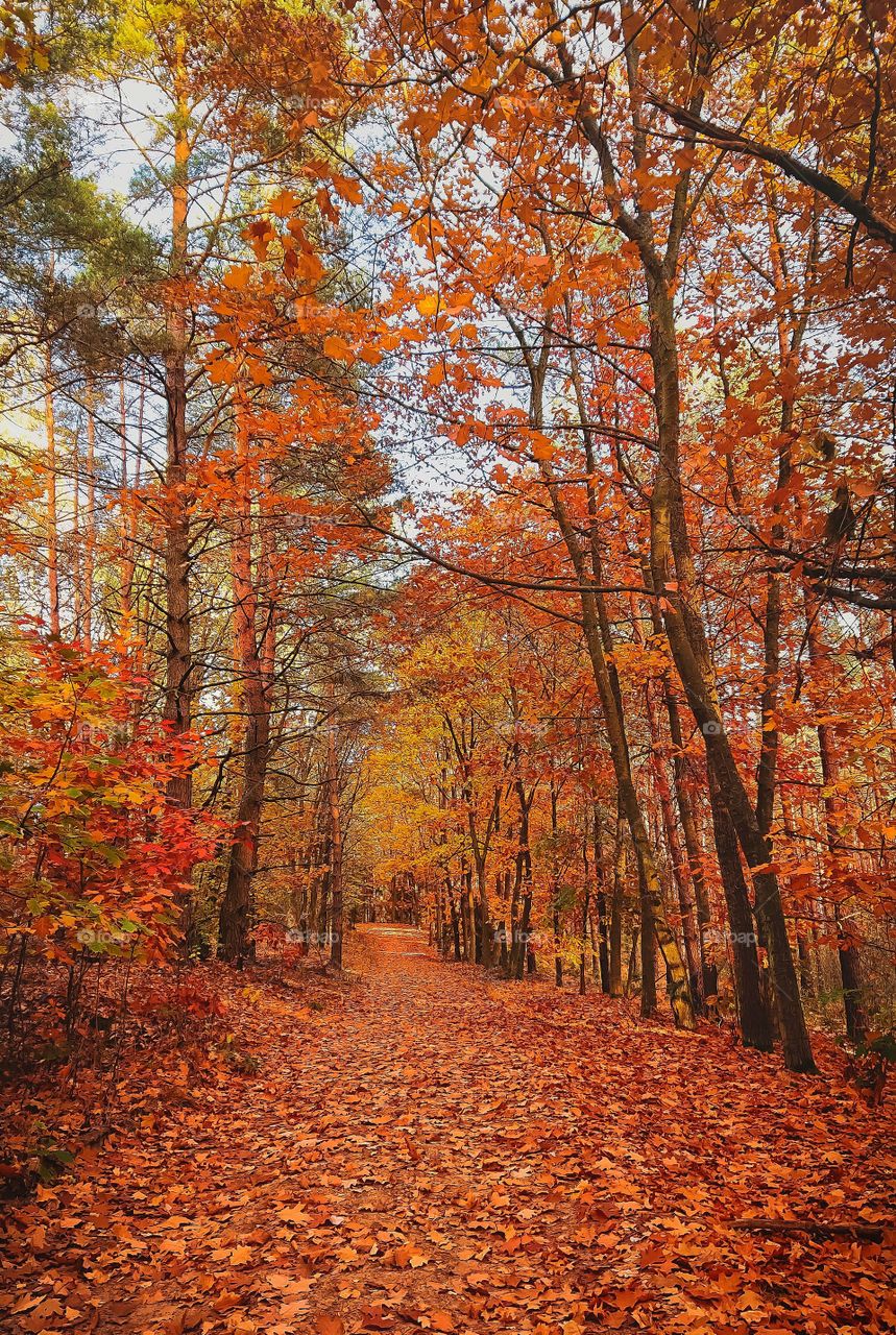 Autumn colors