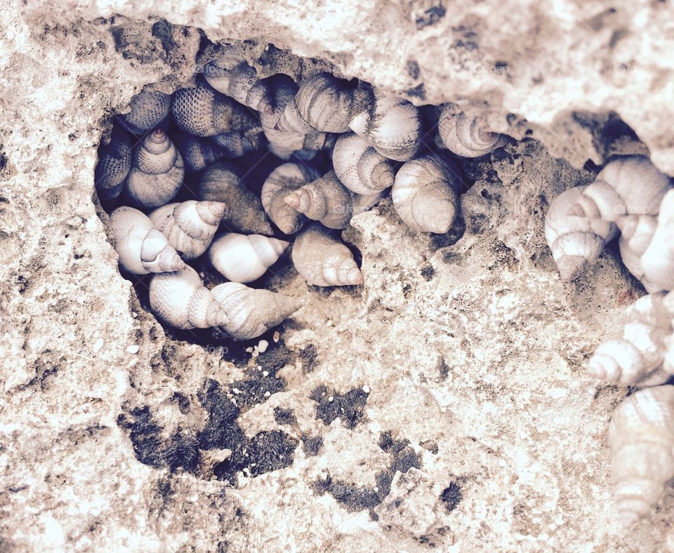 Critter Cubbies . A small cluster of sea critters quarantined within the craters of beach rock.