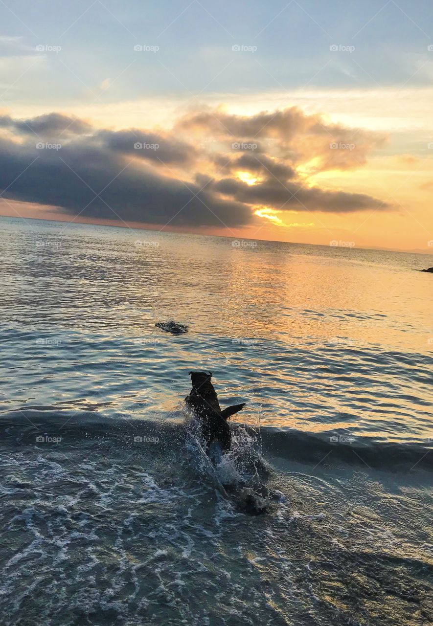 Dog party on the beach at sunset, ocean view