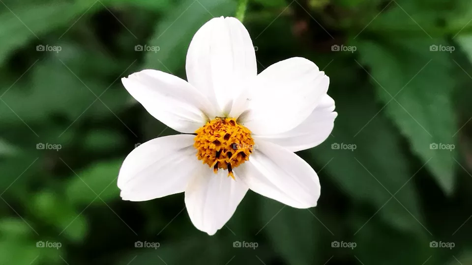 flowers