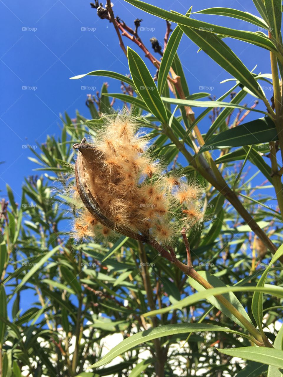 Fruits and future seeds