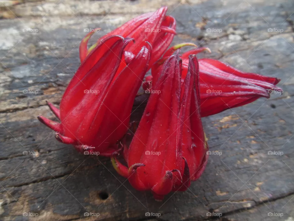 Hibiscus Sabdariffa