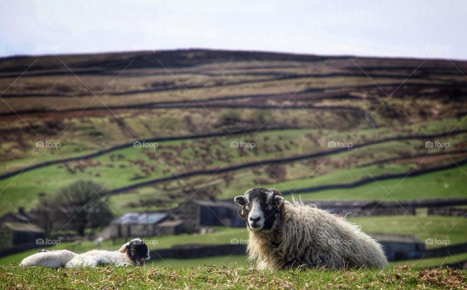 Swaledale ewe with Lamb 