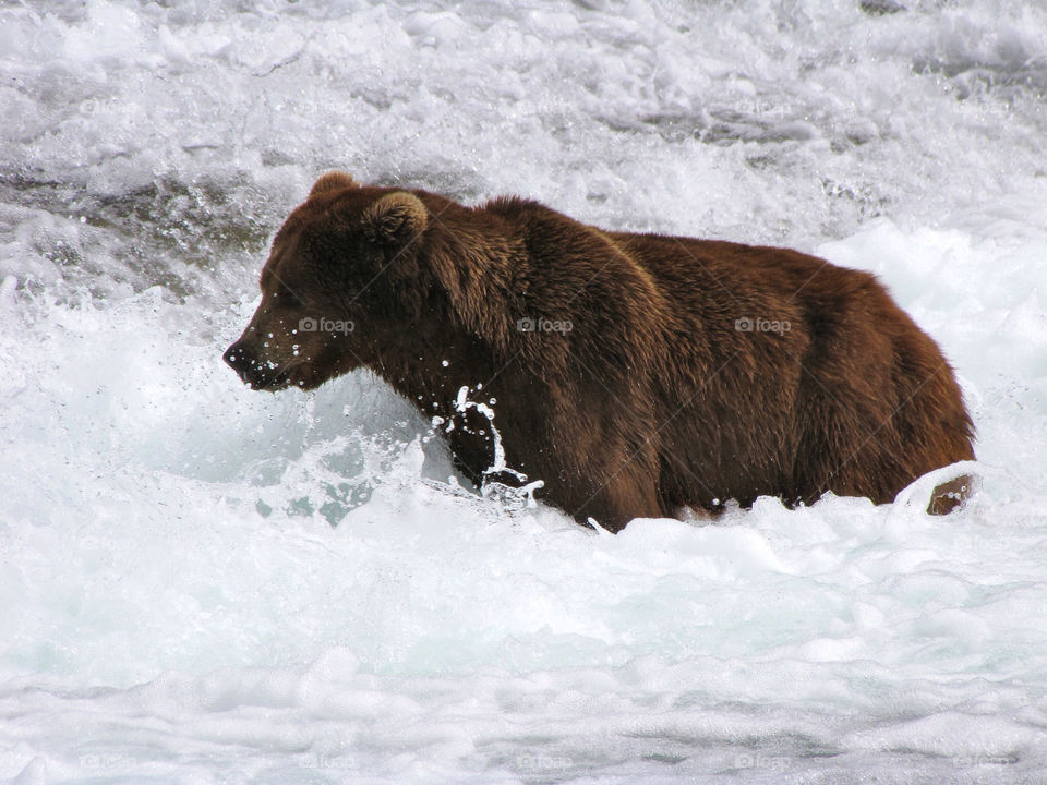 bear grizzly alaska brooks by leduce