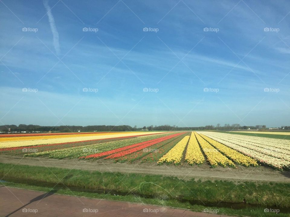 Rows of tulips