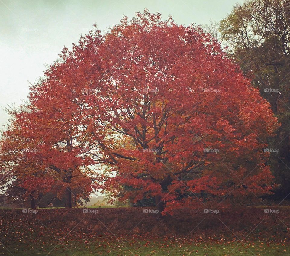 Autumn tree