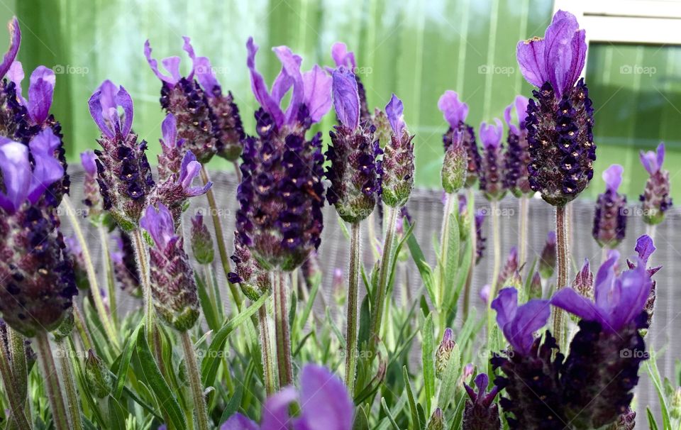 Lavender flowers. Lavender plant