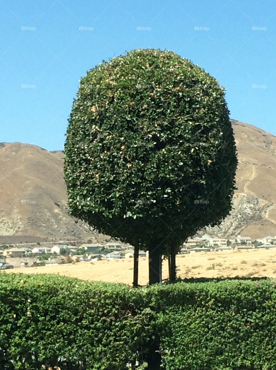 Trees and hills