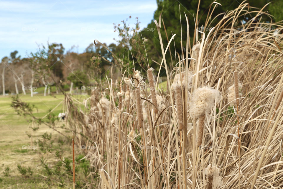 Cattail plants at a local park 