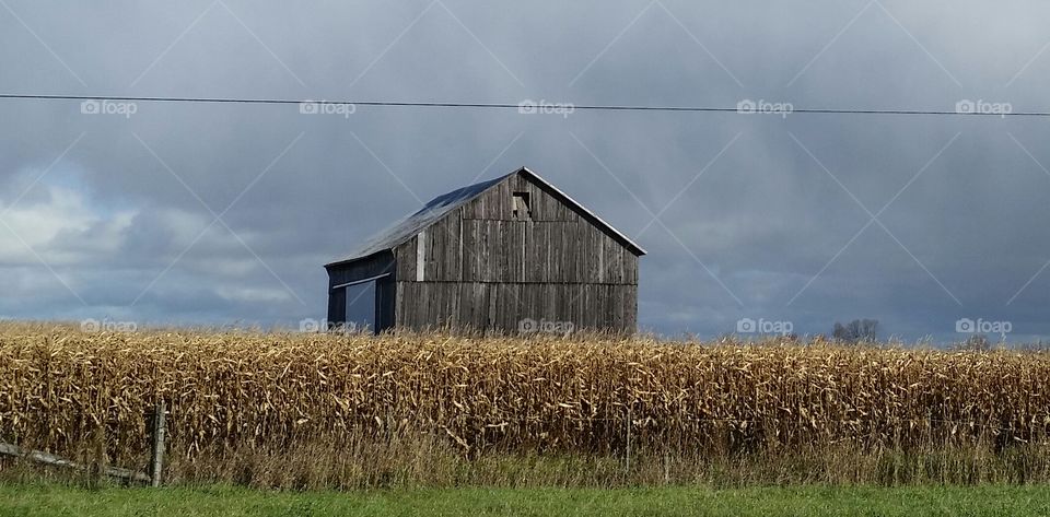 Barn in the Cornfield