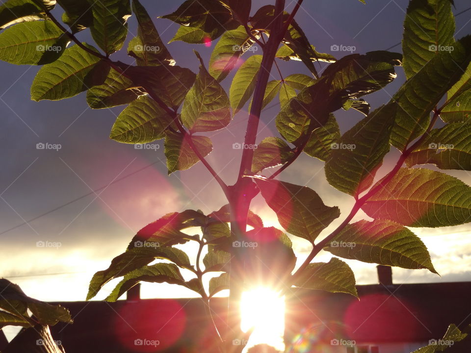 golden hour behind plant