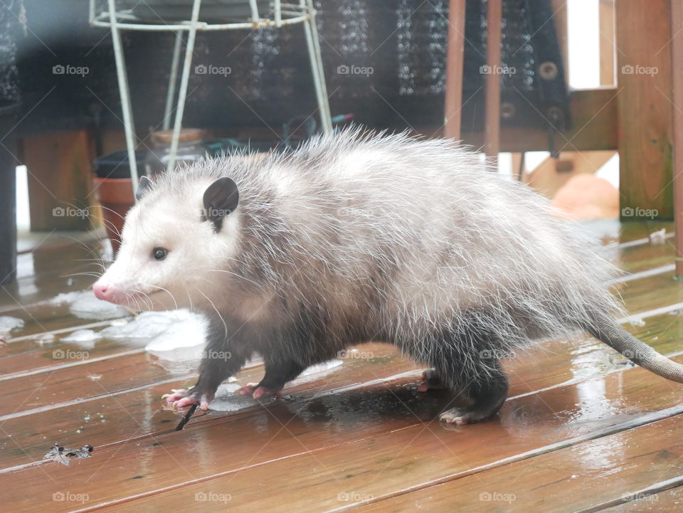 A large, cold opossum seeks shelter on a porch, in a suburban neighborhood. 
