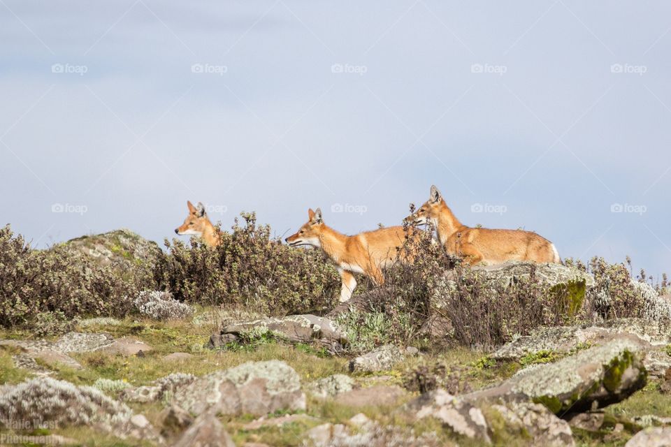 Ethiopian wolf 16