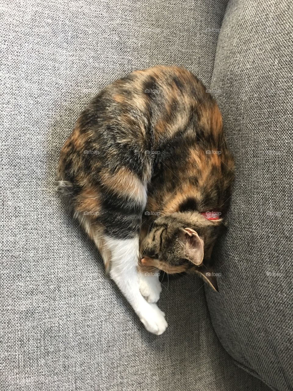 Mixed breed cat  is relaxing on couch curled up in u-shape 