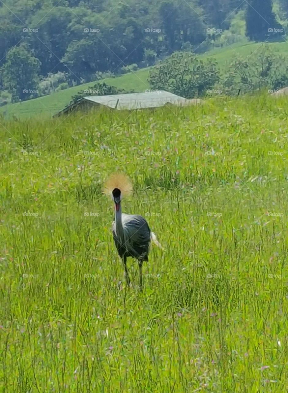 Animals having a hay day