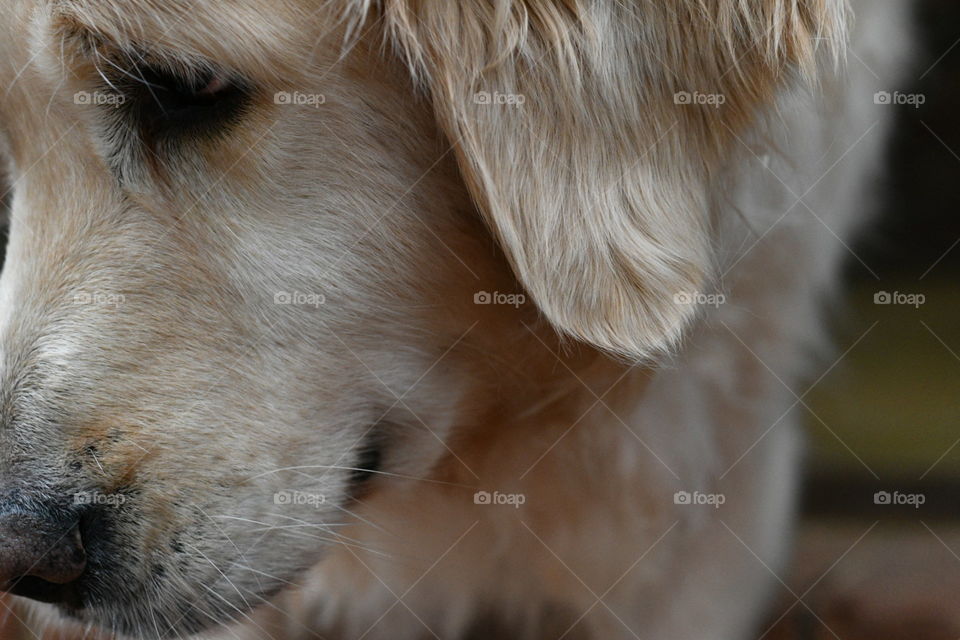 Dog Close-up