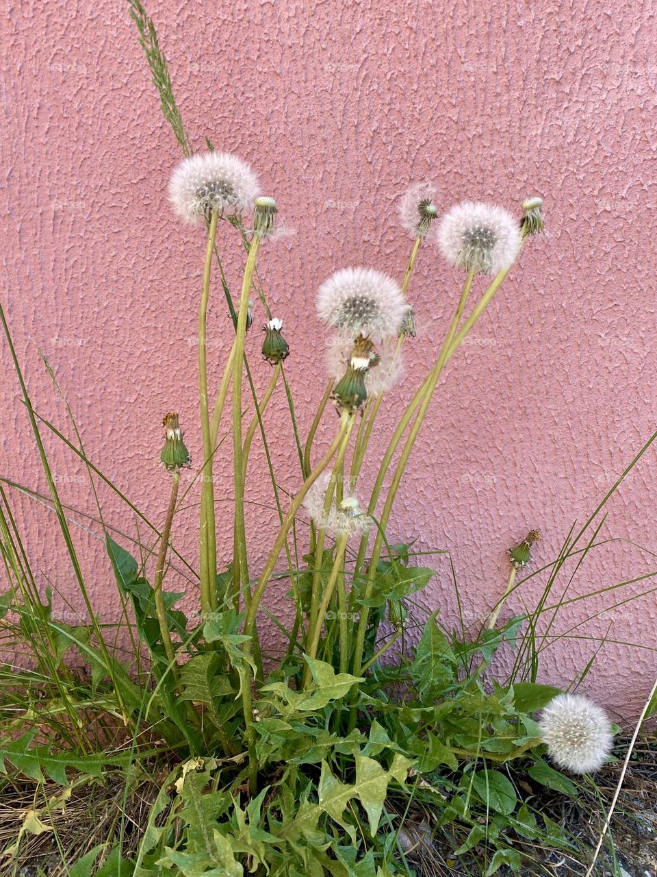 Dandelions near the wall of the house