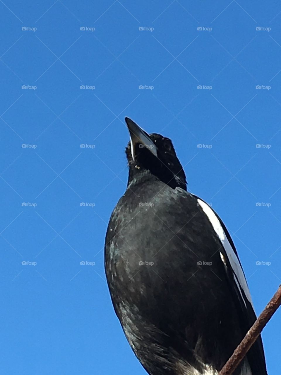 Closeup view large magpie wild bird, upper body and head beautifully contrasted against a vivid clear deep blue sky