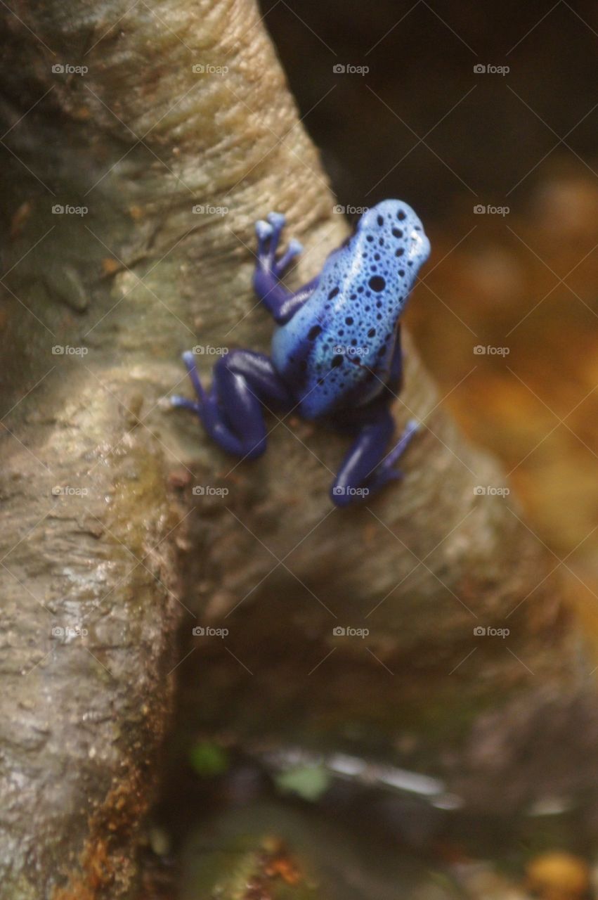 Blue tree frog