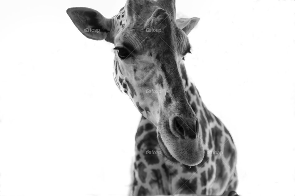 Giraffe up close