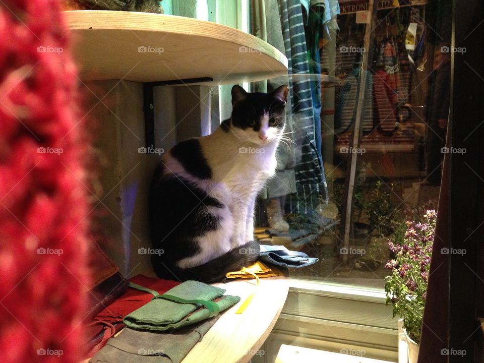 Cat at the shop window 