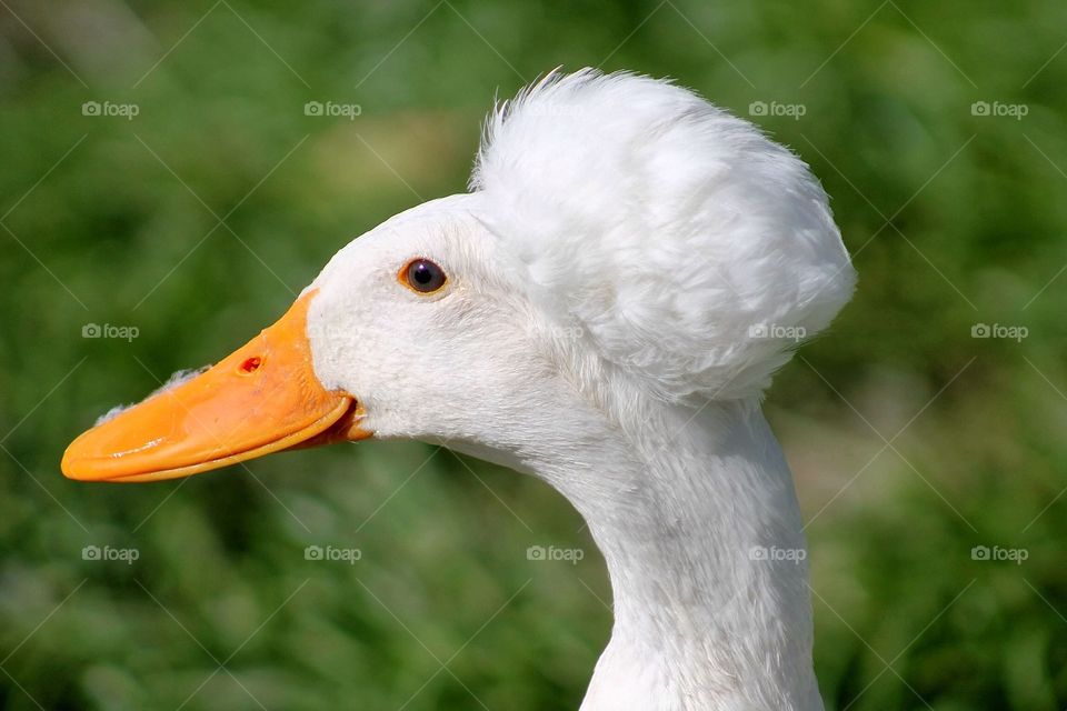 White tufted duck. Unusual white tufted duck