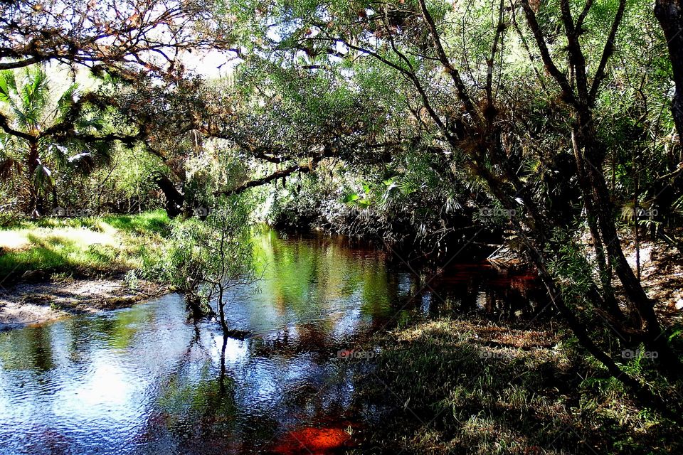 Creek through the forest 