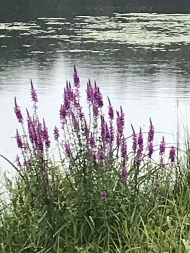 Pond
