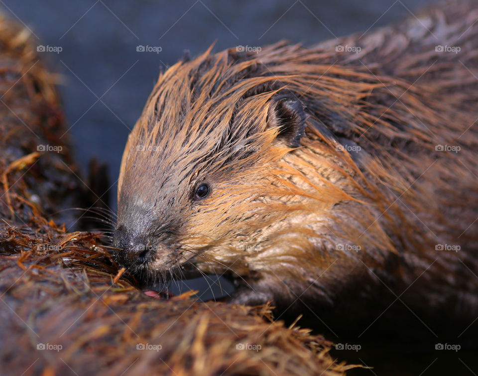 Cute Beaver in the Wild