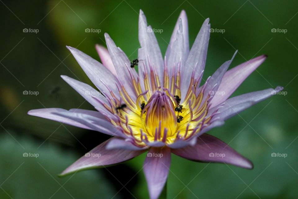 wild lotus