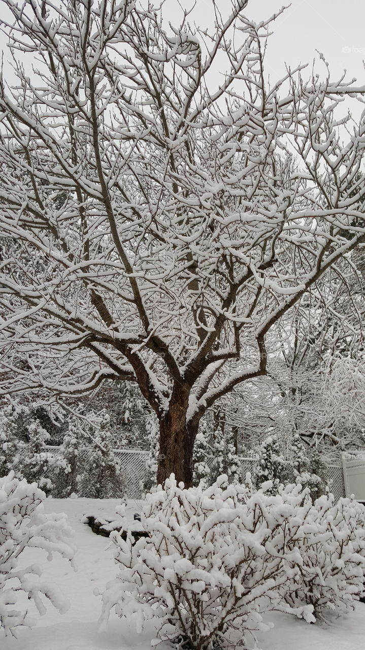 Winter, Snow, Tree, Frost, Cold