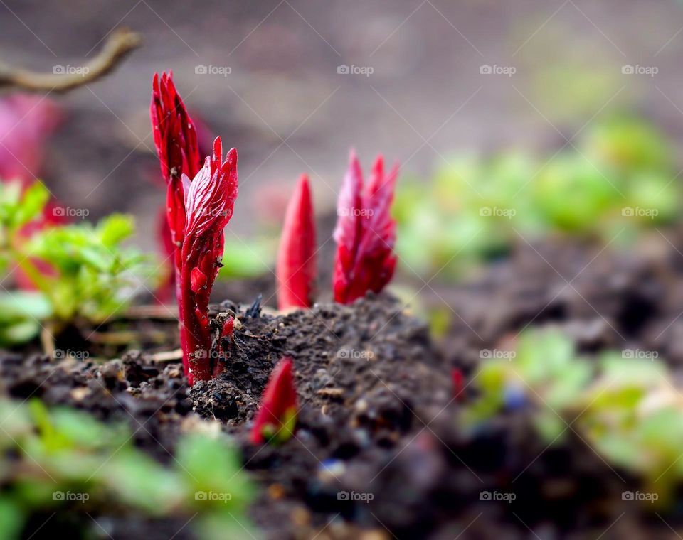 young peonies coming out of the ground in spring.