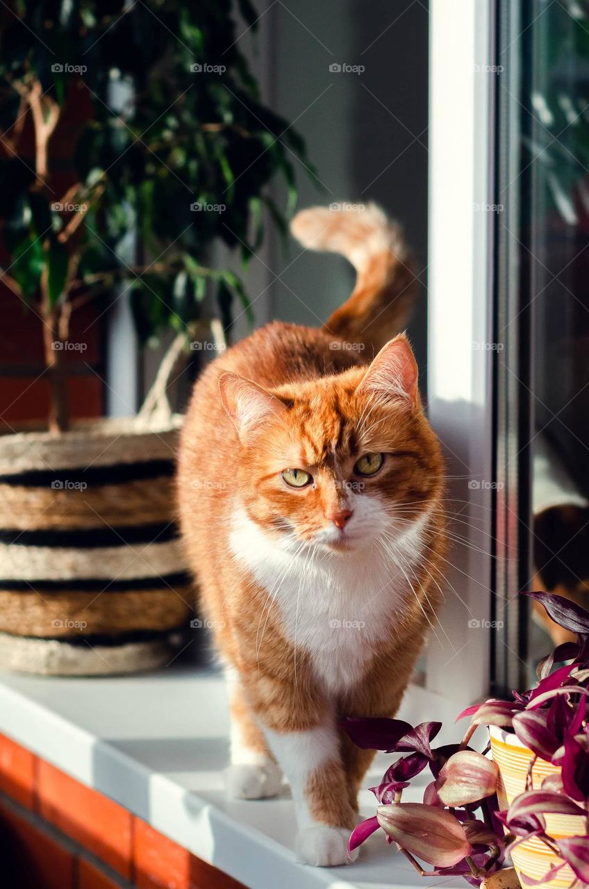 Red cat is resting on the windowsill.