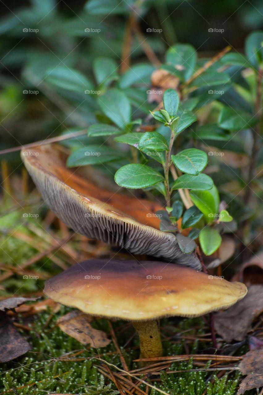 Close-up of mushrooms in forest