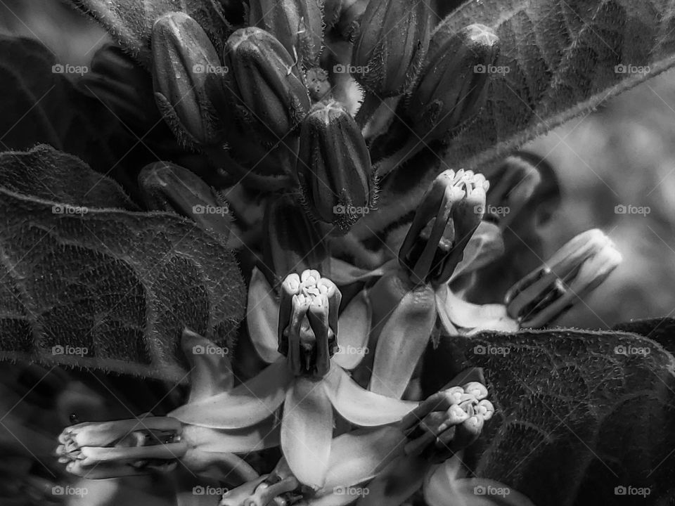 Closeup of a wild flower in black and white.