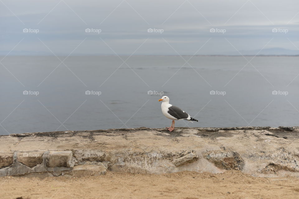 Local bird on a peaceful Pacific coast