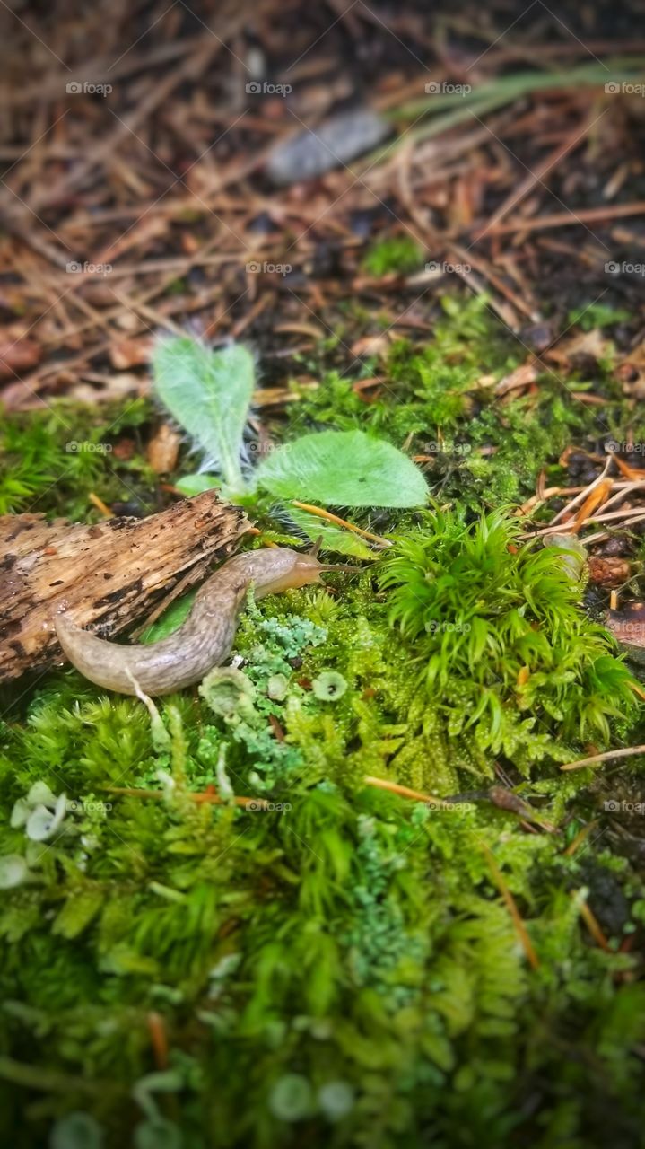 A slug on the forest floor. Boothbay Maine.
