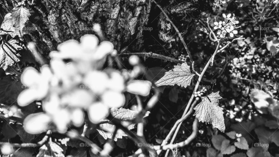 micro shot black and white