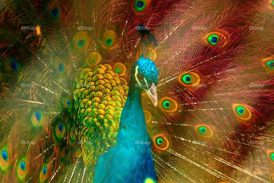 A peacock