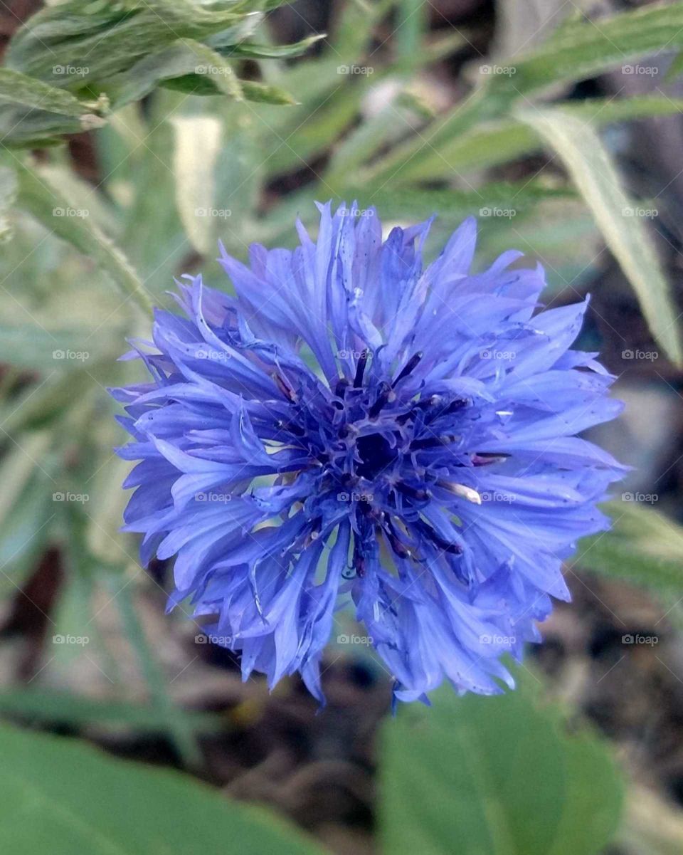 garden flowers