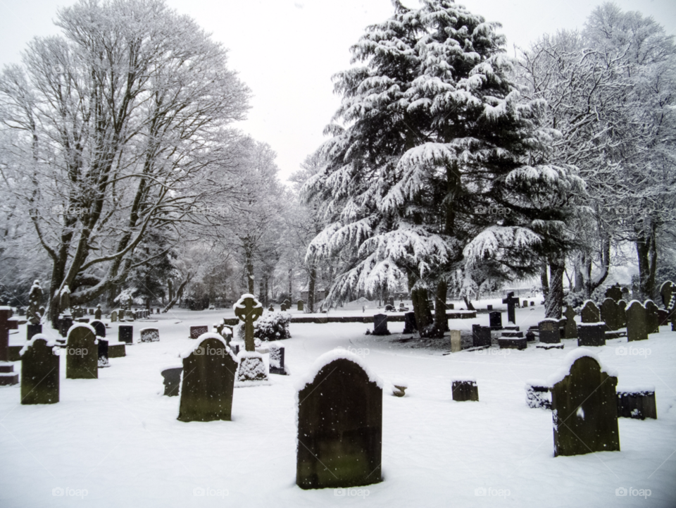 snow winter tree ice by gregmanchester