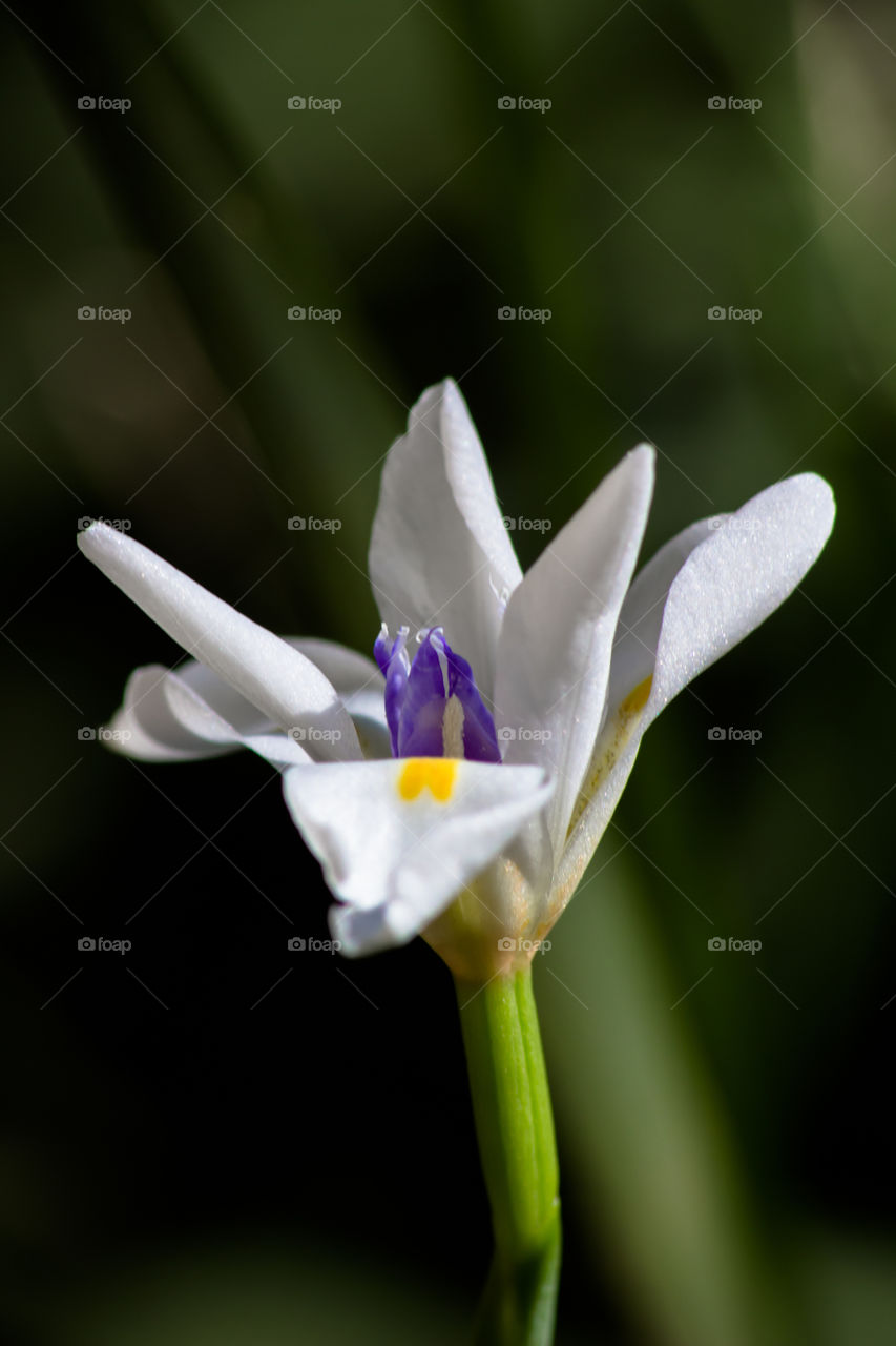 white flower with purple centre