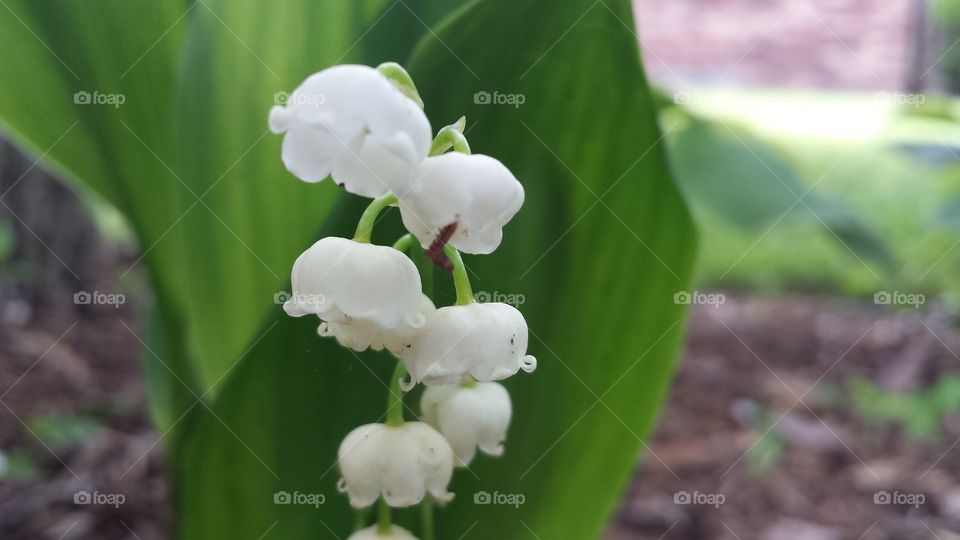 Lily of the Valley. opening up at the end of Spring