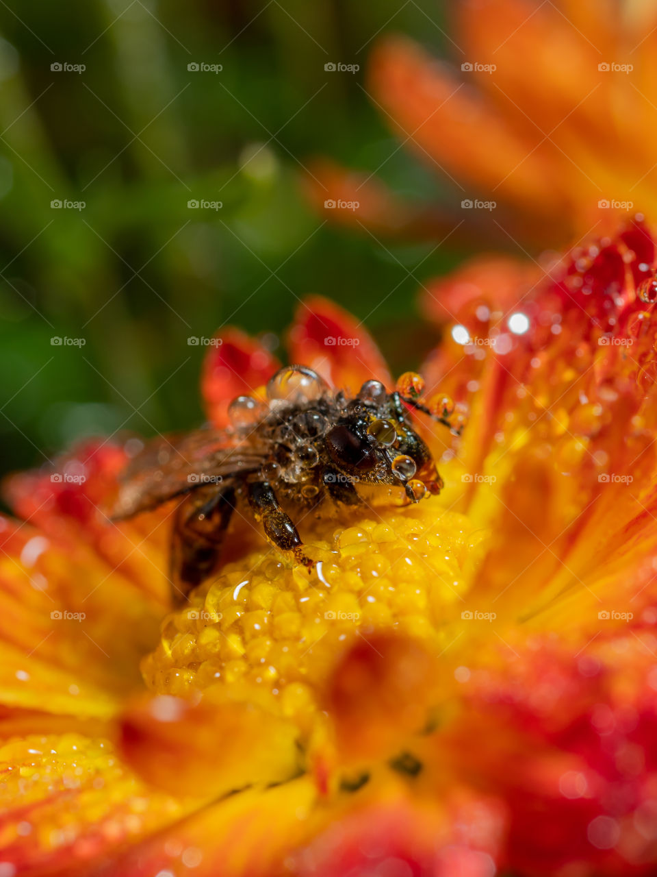 Honey Bee is collecting nectar